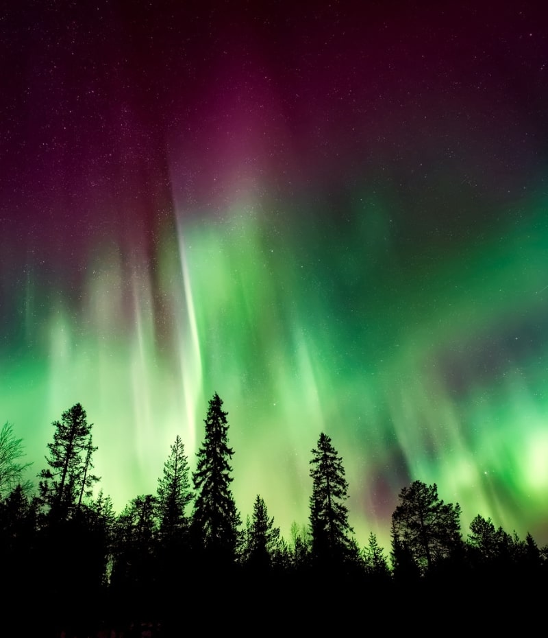 Aurora Boreale in Svezia vista da una foresta